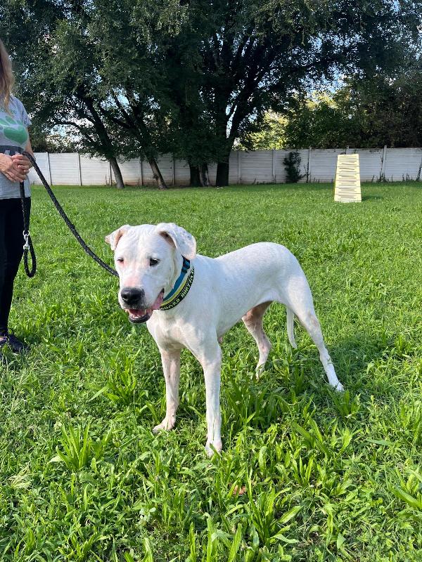 LOLA BELLISSIMA DOGO ARGENTINO Foto 6